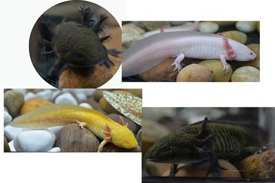六角恐龍魚長白點(diǎn)：六角恐龍魚白點(diǎn)病預(yù)防措施