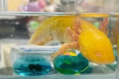 六角恐龍魚長白點(diǎn)：六角恐龍魚白點(diǎn)病預(yù)防措施