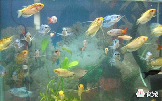 紅寶石魚和藍曼龍魚適合混養嗎？：紅寶石魚和藍曼龍魚混養，紅寶石魚和藍曼龍魚不適合混養