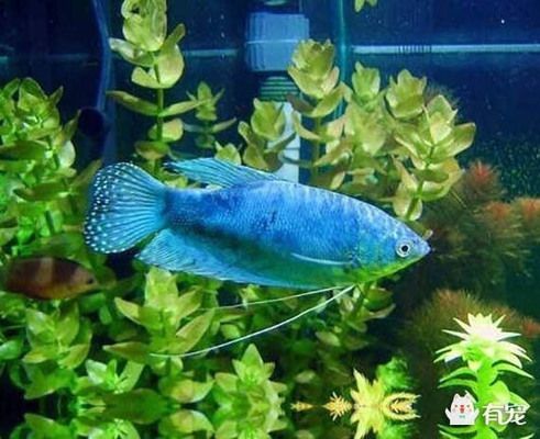 紅寶石魚和藍曼龍魚適合混養嗎？：紅寶石魚和藍曼龍魚混養，紅寶石魚和藍曼龍魚不適合混養