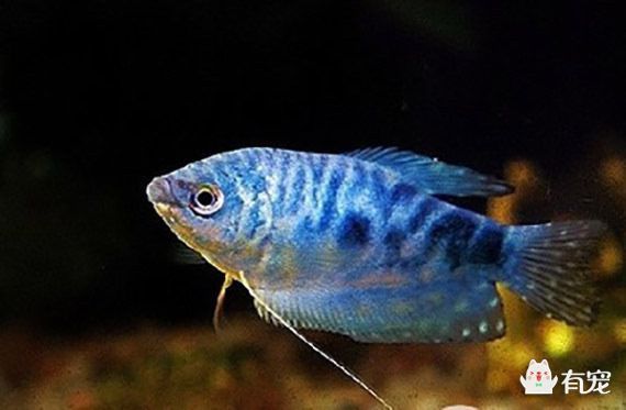 紅寶石魚和藍曼龍魚適合混養嗎？：紅寶石魚和藍曼龍魚混養，紅寶石魚和藍曼龍魚不適合混養