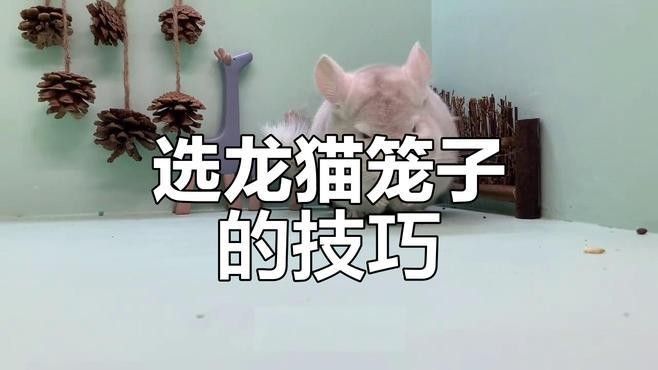 龍貓籠子的大小應該如何選擇？