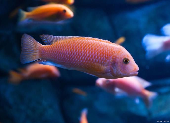 給我一些龍魚照片作為參考