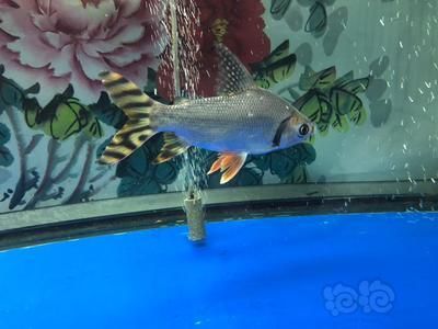 龍魚配飛鳳：將龍魚與飛鳳魚混養時