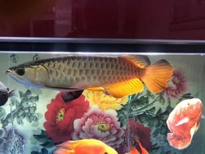 龍魚配飛鳳：將龍魚與飛鳳魚混養時