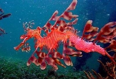 龍魚是海里還是河里的：龍魚是淡水或海水魚嗎？