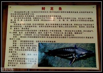吃龍魚有什么好處（吃龍利魚的好處與壞處是什么龍利魚的營養價值與功效）