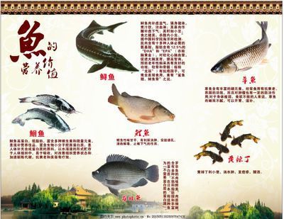 吃龍魚有什么好處（吃龍利魚的好處與壞處是什么龍利魚的營養價值與功效）
