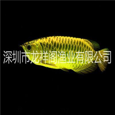 龍魚魚鱗上有白色斑點是什么病：龍魚白點病的早期癥狀