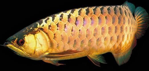 龍魚有點沉頭是怎么了：龍魚沉頭可能由多種因素引起，