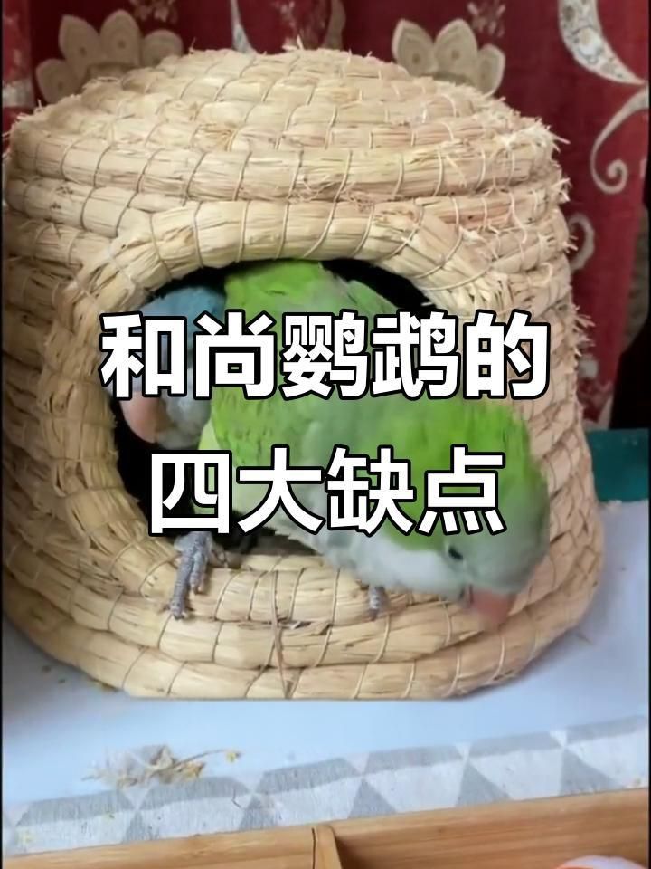 藍和尚最不建議養的原因