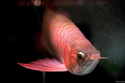 龍魚買小魚還是大魚（決定購買小魚還是大魚時，您需要考慮以下幾個方面）