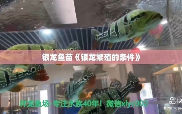 銀龍魚苗生長環(huán)境優(yōu)化：銀龍魚苗水質(zhì)監(jiān)測方法,