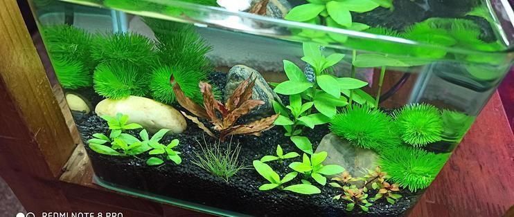 馬印神燈可以養(yǎng)水草嗎