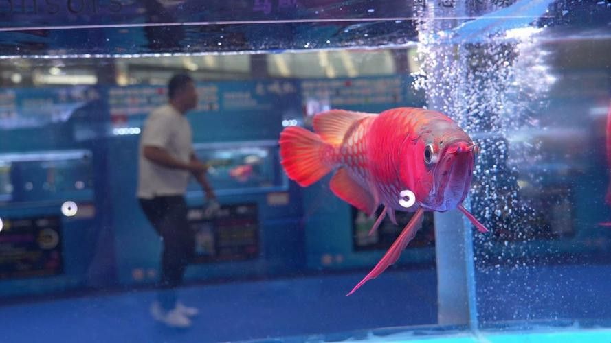 上海龍魚展會死魚圖片欣賞