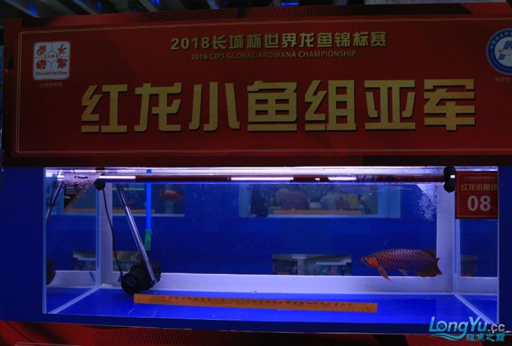 上海龍魚展會死魚圖片欣賞