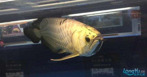 上海龍魚展會死魚圖片欣賞