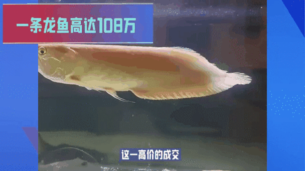 上海龍魚展會死魚圖片欣賞