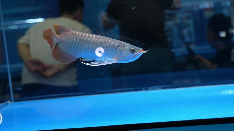 上海龍魚展會死魚圖片欣賞