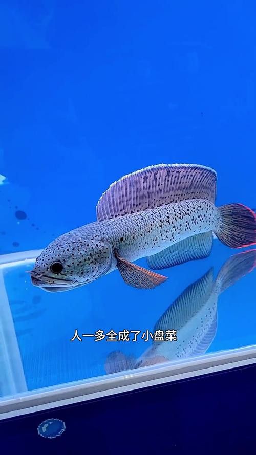 上海龍魚展會死魚圖片欣賞