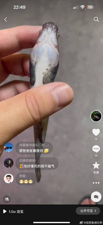 上海龍魚展會死魚圖片欣賞