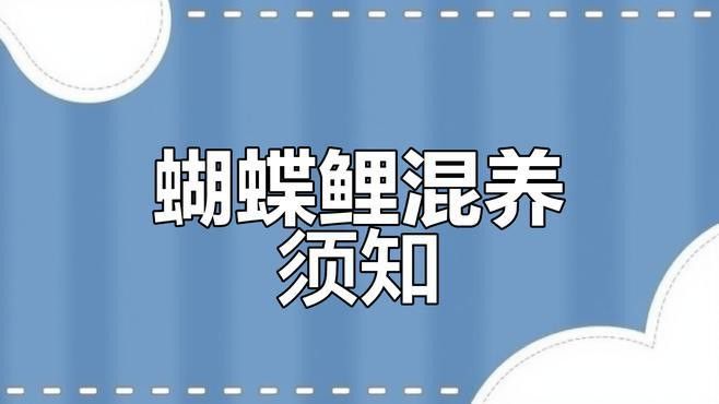 蝴蝶鯉能和龍魚一起養嗎怎么養活