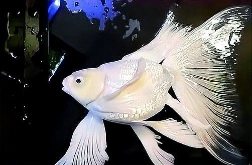 蝴蝶鯉能和龍魚一起養嗎怎么養活