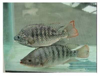 銀板魚養殖技術難點：銀板魚養殖技術難點包括疾病管理、水質控制、餌料選擇和投喂技巧