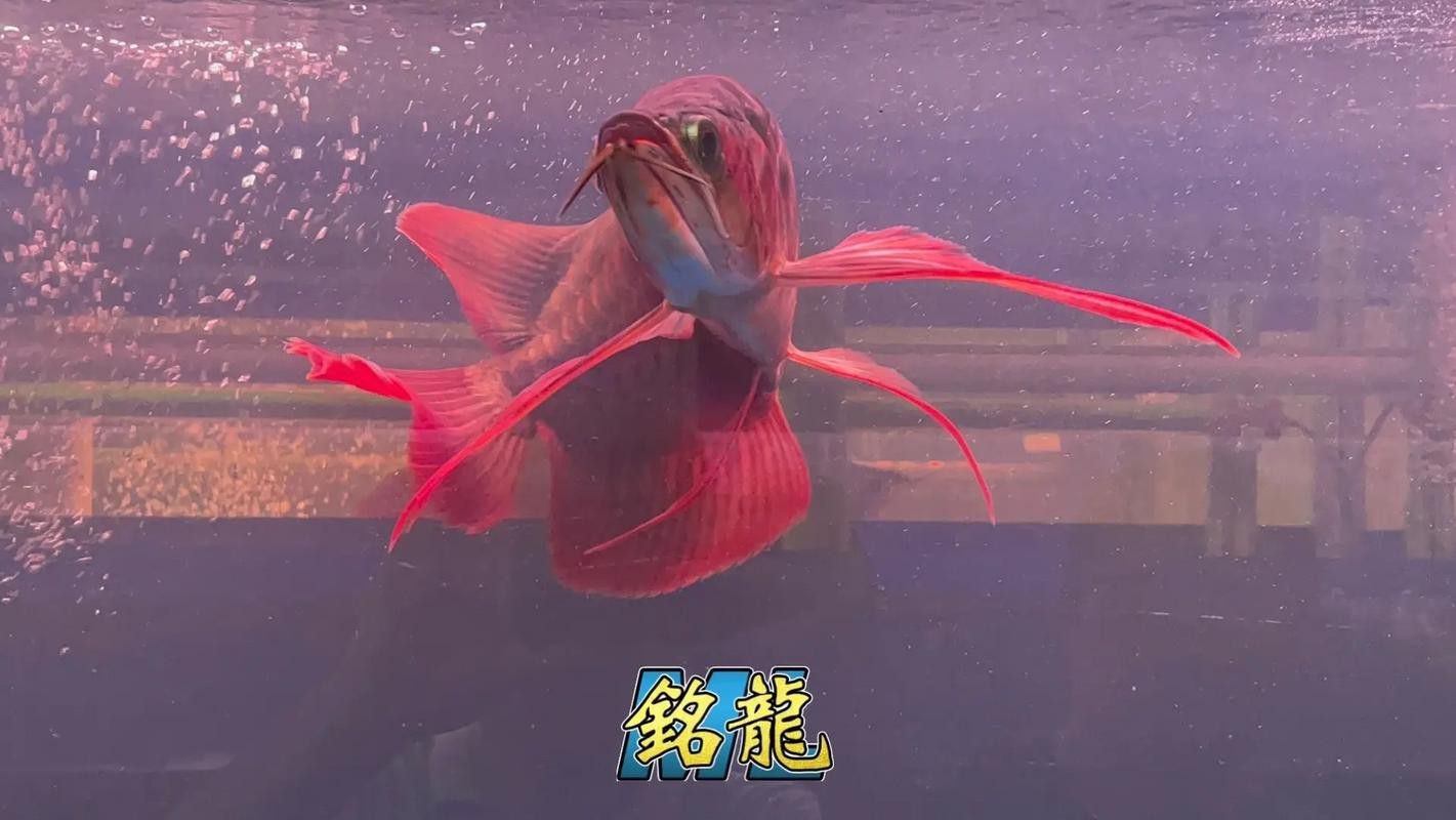 紅龍魚十大漁場排名圖片及價格