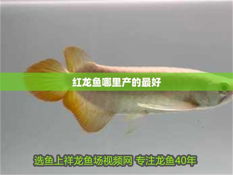 紅龍魚十大漁場排名圖片及價格