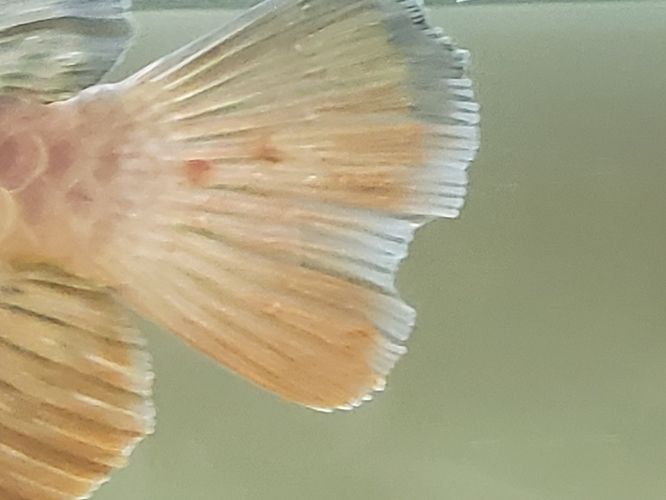 龍魚尾巴有血絲怎么辦視頻：龍魚尾巴出現(xiàn)紅血絲可能是由多種因素引起的，觀賞魚疾病預(yù)防指南 龍魚尾巴有血絲怎么辦視頻：龍魚尾巴出現(xiàn)紅血絲可能是由多種因素引起的，觀賞魚疾病預(yù)防指南 龍魚百科 第1張