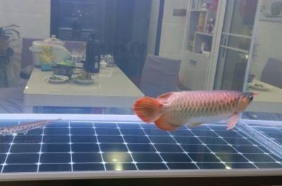 為什么龍魚撞缸都是晚上的：如何預防龍魚撞缸