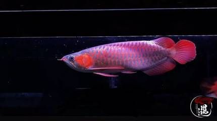 龍魚怎么清洗：龍魚怎么清洗，龍魚的清洗方法