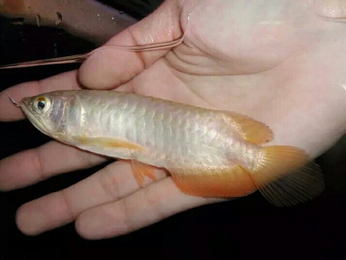 小龍魚圖片（小龍魚的高清大圖） 小龍魚圖片（小龍魚的高清大圖） 龍魚百科 第3張