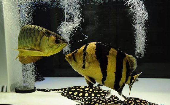 藍曼龍和龍魚混養