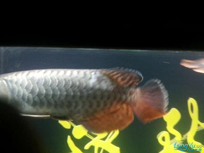 龍魚爛鱗怎么回事圖片