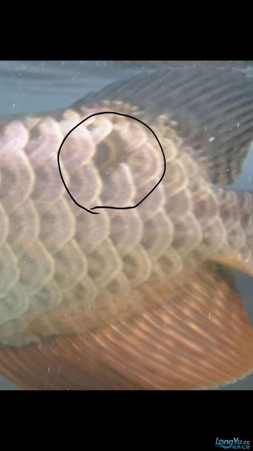 龍魚爛鱗怎么回事圖片