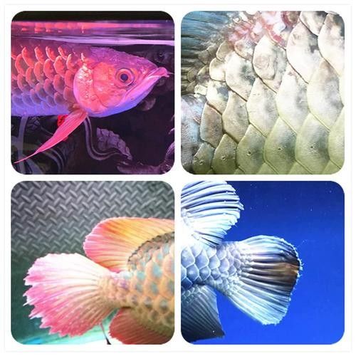 龍魚爛鱗怎么回事圖片