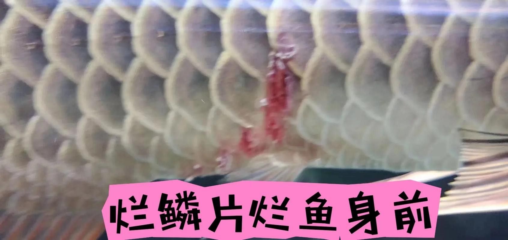 龍魚爛鱗怎么回事圖片