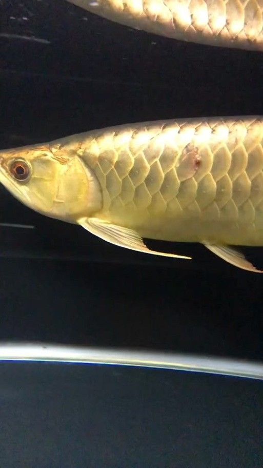 龍魚爛鱗怎么回事圖片