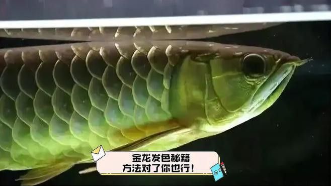 如何判斷金龍魚是否開始變色？