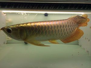 紅龍魚怎么養方法介紹一下呢圖片大全（紅龍魚怎么養方法介紹一下呢圖片大全視頻）