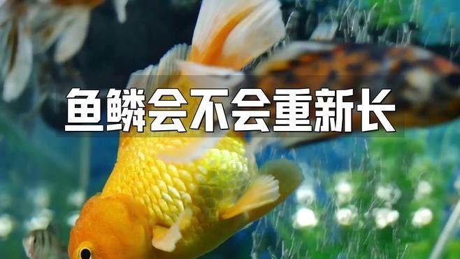 金龍魚魚鱗掉了怎么辦
