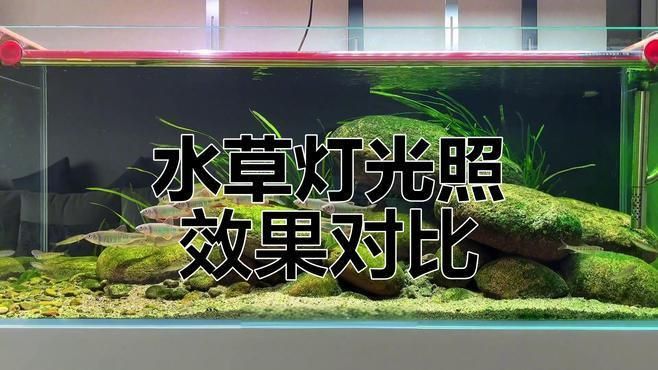 魔點水草燈和尼特利燈哪個好