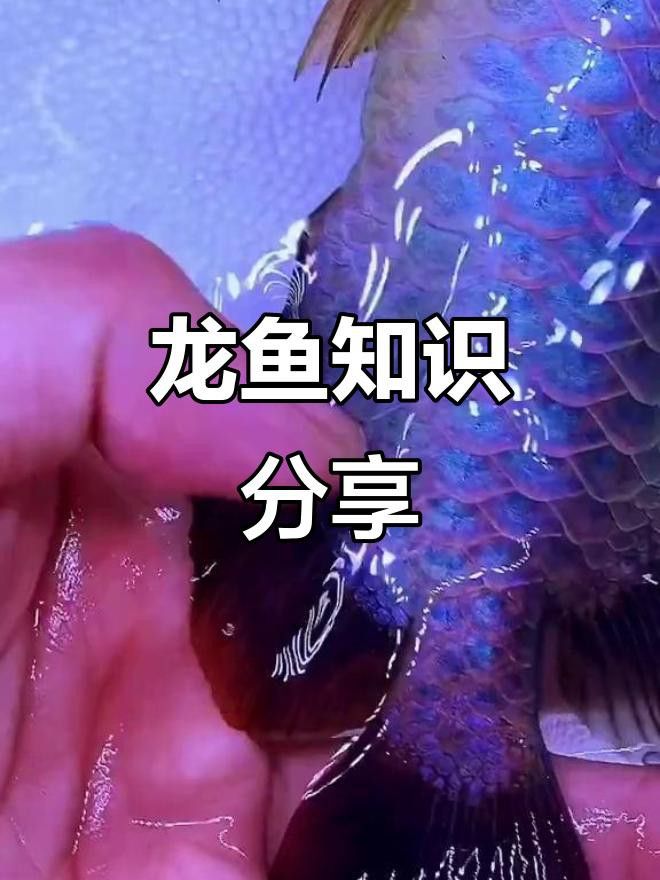 龍魚掉尾后還會長回來嗎？