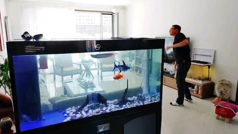 白龍魚什么成語好聽