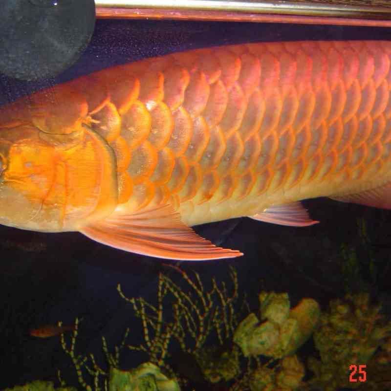 金龍藍底過背珠鱗亮嗎