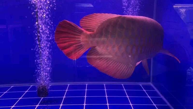 哪里可以購買到正宗的紅龍魚？