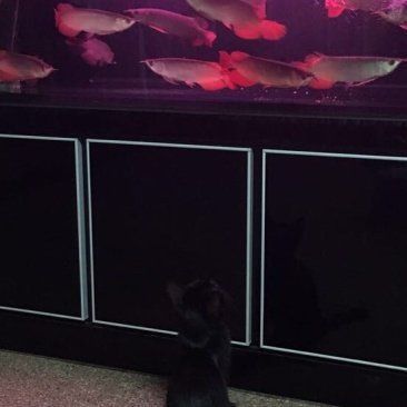 哪里可以購買到正宗的紅龍魚？
