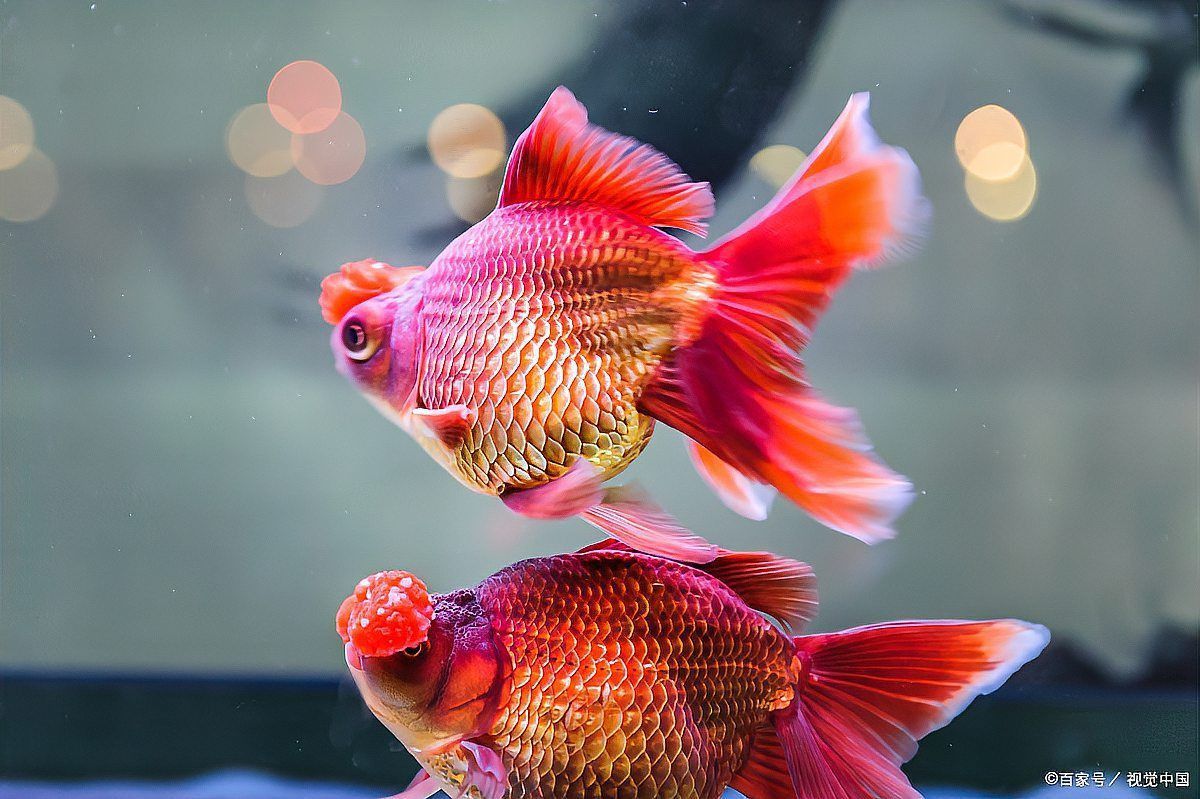 金魚突然漲肚子炸鱗